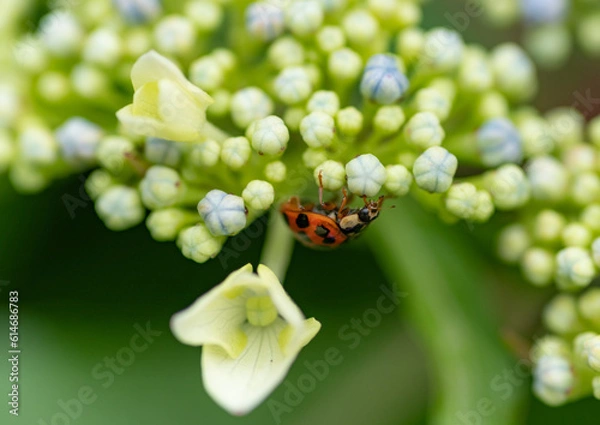 Fototapeta 紫陽花の上にいるテントウムシ