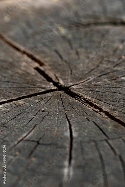 Fototapeta textura macro arvore