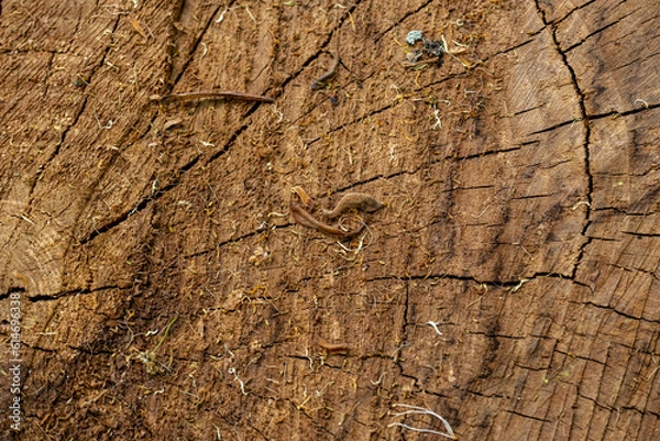 Fototapeta textura macro arvore