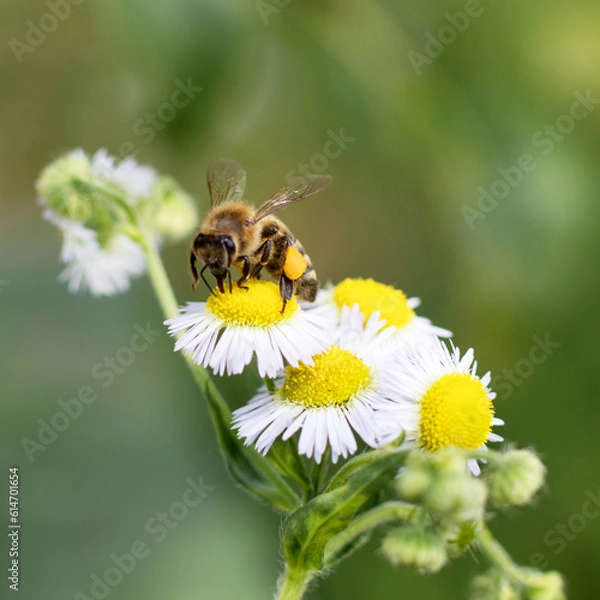 Fototapeta a bee collects nectar from a flower