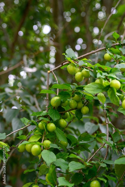 Fototapeta The orchard is full of fresh emerald green plums close-up. Green plums on plum tree leaves