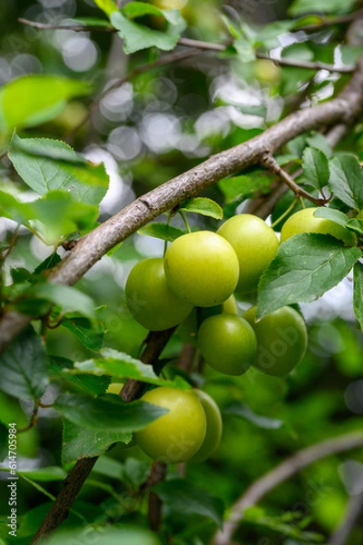 Fototapeta The orchard is full of fresh emerald green plums close-up. Green plums on plum tree leaves