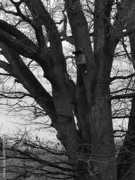 Fototapeta tree in the fog