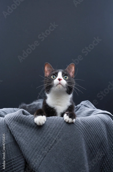 Fototapeta playful tuxedo cat on gray blanket. paws out and looking up at copy space. studio shot on gray background.