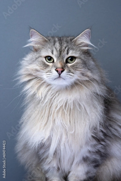 Fototapeta siberian cat looking at camera. studio portrait on gray background