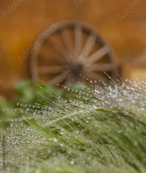 Obraz rocío matinal en las espigas