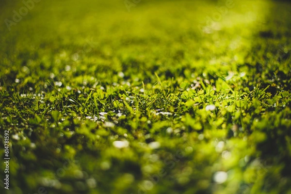 Fototapeta summer grass