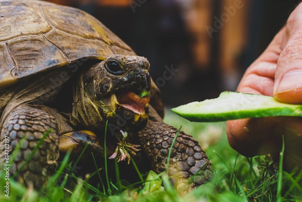 Fototapeta tortoise eating cucumber