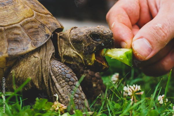 Fototapeta tortoise eating cucumber