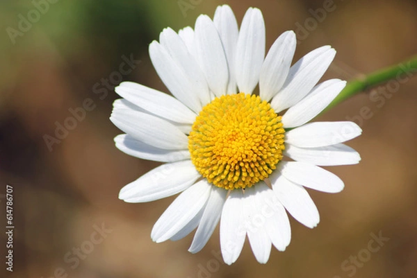 Fototapeta Marguerite