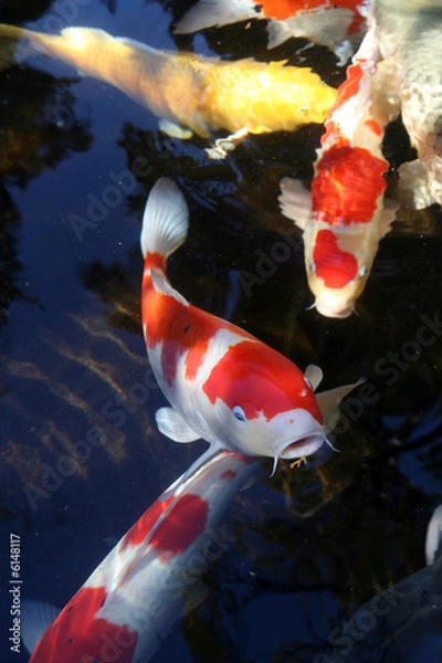 Obraz Koi carp 6