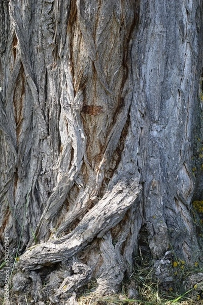 Fototapeta old wrinkled bark of a tree