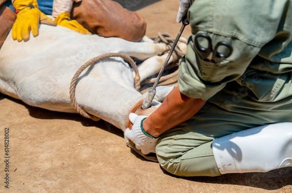 Fototapeta Close up hands of farmer and specialist use tools to treat the problem of cow horn with day light.