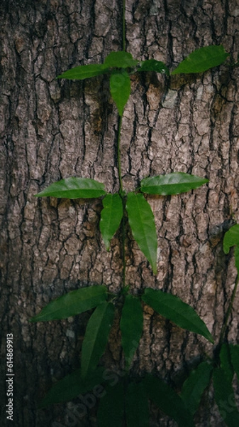 Obraz Pattern of the woods