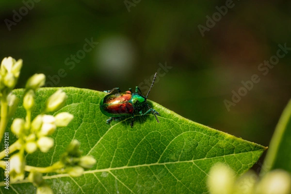 Fototapeta Iridescent Dogbane Leaf Beetle on the edge of a leaf Macro Close-up - open copy space - Chrysochus auratus