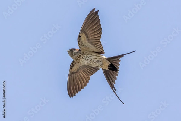 Fototapeta 飛翔するコシアカツバメ