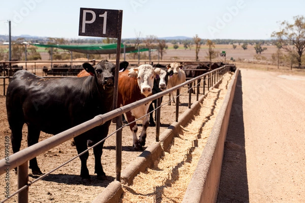 Obraz Australian Cattle 