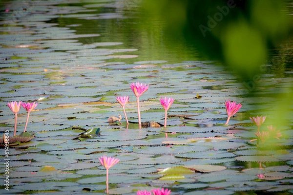 Obraz pool
lotus, swamp lotus, pond