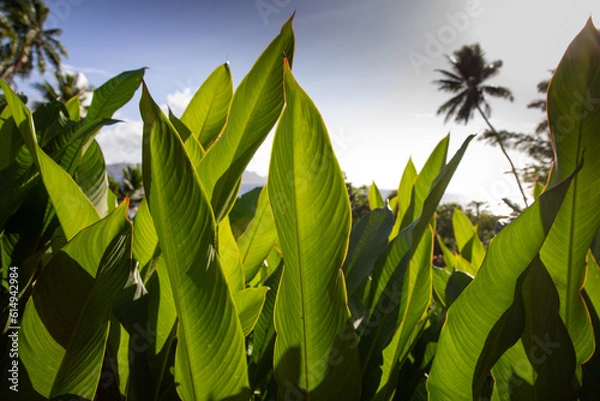 Obraz Low angle view of large green Ti leaves growing in the Fiji Islands