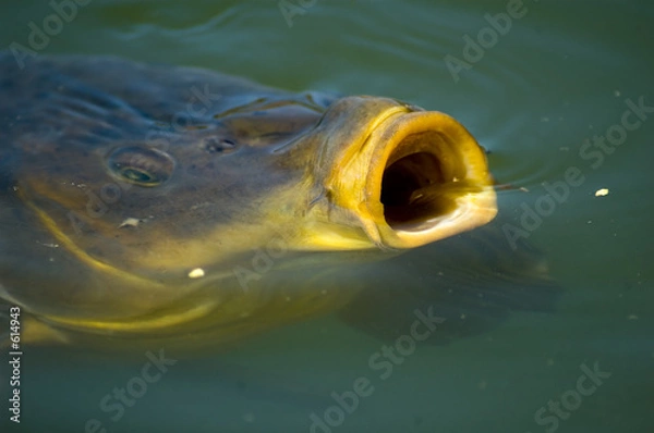 Obraz carp eating