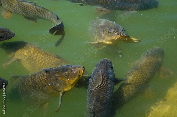 Obraz carp feeding