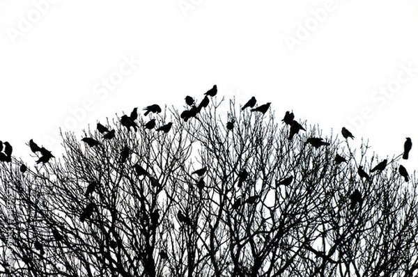 Obraz silhouette of many birds on a treetop - black and white shot