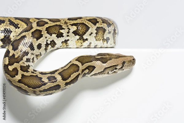 Fototapeta Tigerpython im Studio