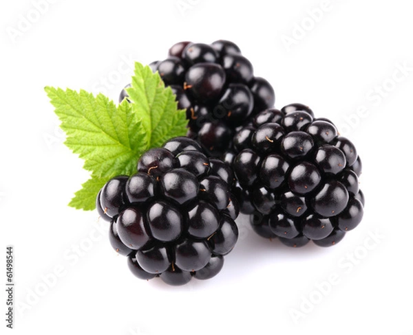 Obraz Jeżyna z liściem