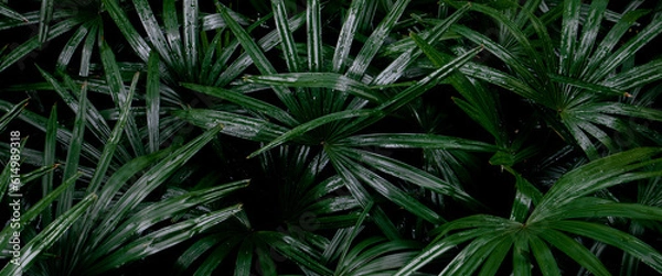 Fototapeta Dark Green leaves background of Lady palm or Bamboo palm (Rhapis Excelsa) in the tropical garden