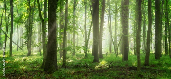 Fototapeta Panorama of Natural Beech and Oak Tree Forest with Sunbeams through Morning Fog