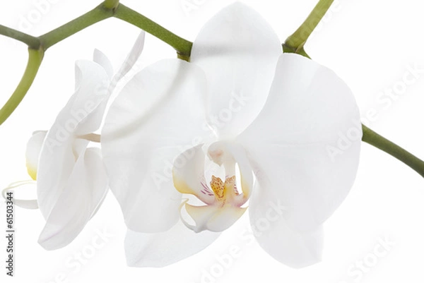 Obraz The branch of orchids on a white background