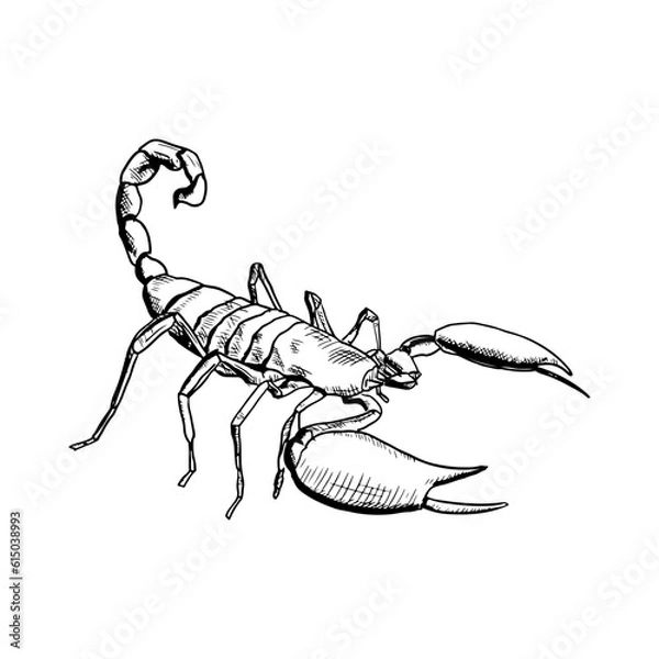 Fototapeta Scorpion illustration. Vector sketch. Isolated object on a white background. Hand-drawn style.