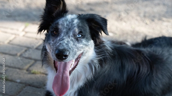 Fototapeta erschöpfter merle odde-eyed Border Collie Junghund mit Heterochromia iridis Augen und Knickohr hechelnd in der Sommerhitze