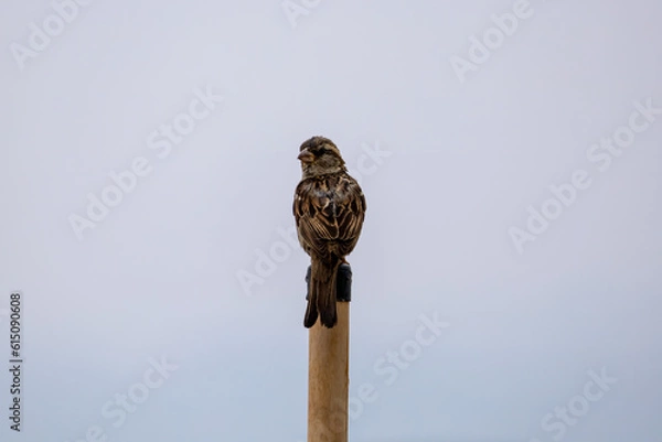 Obraz House Sparrow on a Pole