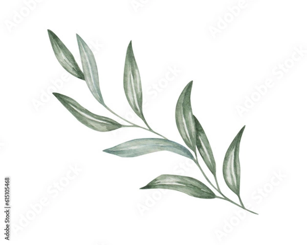 Obraz Watercolor illustration. Hand painted branch with leaves. Olive branch. Eucalyptus. Willow. Branch with long, pointed, thin green leaves. Botanical element. Isolated nature clip art for banners