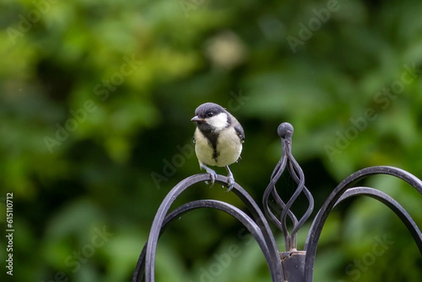 Obraz Coal Tit Feeding