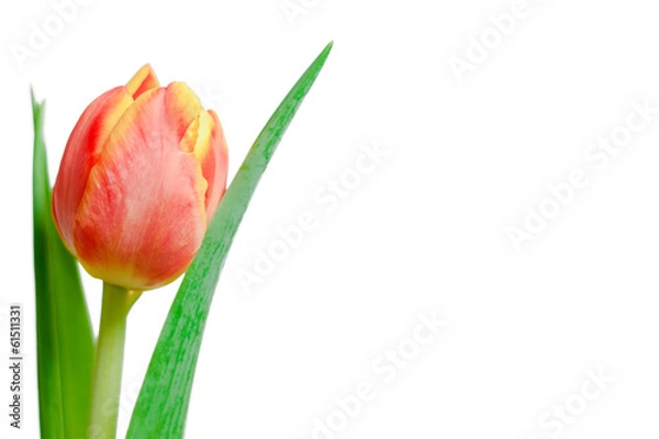 Obraz Red and yellow tulip