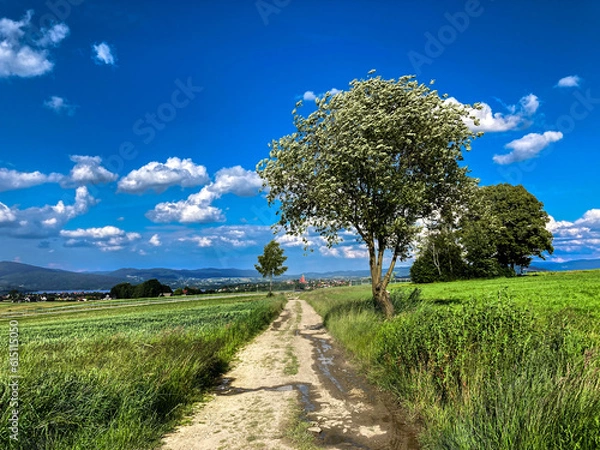 Fototapeta tree in the field