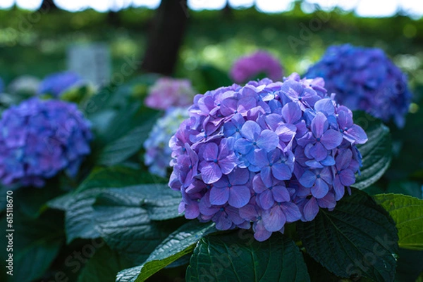 Obraz 紫陽花の時期