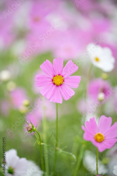 Fototapeta ピンクのコスモスの花