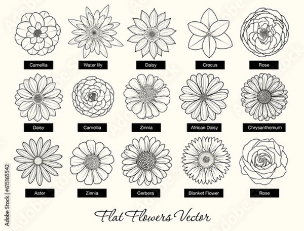 Obraz Hand-drawn flat flowers vector set, flower line art, daisy, rose, camellia, crocus, chrysanthemum illustration, 15 flower shapes