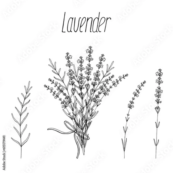 Fototapeta Lavender flowers branch and bunch set. Vector floral hand drawn black sketch isolated elements for design painted by ink.