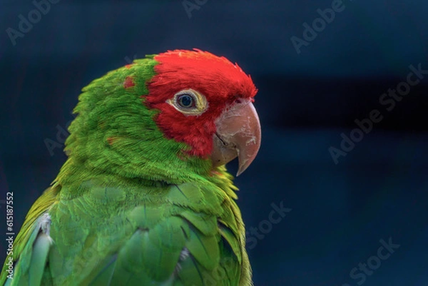 Obraz Red-masked parakeet