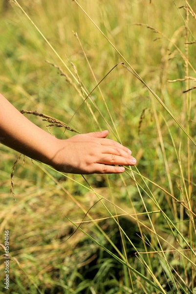 Obraz wheat in the hands