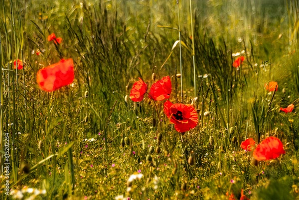 Obraz Rote Blühte Mohn
