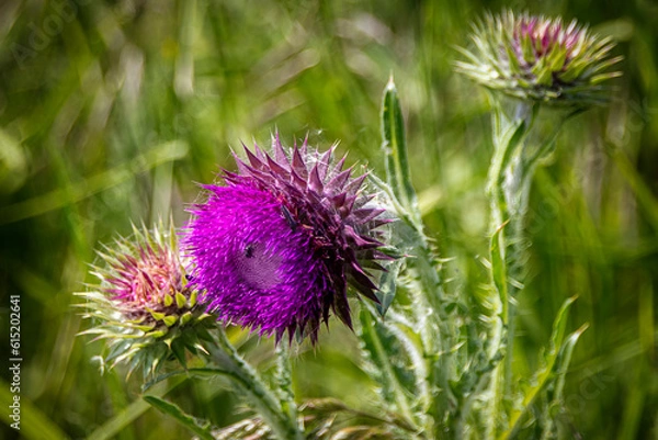 Obraz Lila Blühte einer Distel