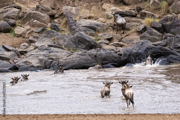 Obraz Wildebeests crossing Mara River