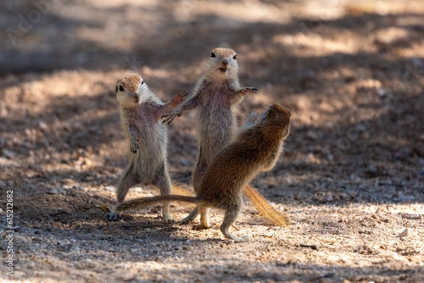 Fototapeta Three round-tailed ground squirrel, Xerospermophilus tereticaudus, siblings rough housing and play fighting in the Sonoran Desert. Funny antics by cute wildlife. Pima County, Tucson, Arizona, USA.