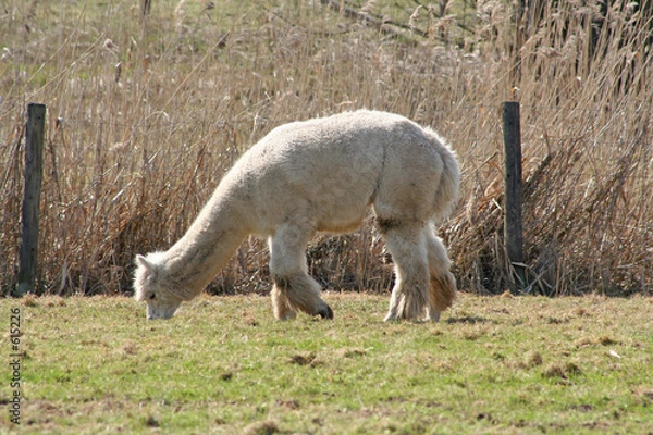Fototapeta weißes lama beim grasen