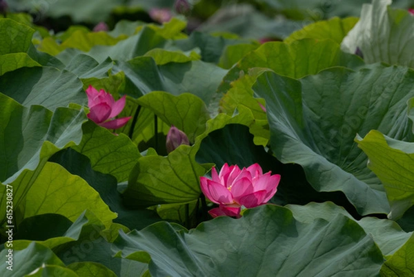 Fototapeta ハスの花